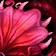 Rosecap